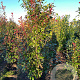 Photinia fraseri 'Red Robin' 150-175 cm met kluit