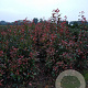 Photinia fraseri 'Red Robin' 150-175 cm met kluit