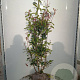Photinia fraseri 'Red Robin' 150-175 cm met kluit