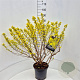 Physocarpus opulif. 'Dart's Gold' 80-100 cm 10L