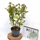 Physocarpus op. Little Leena 30-40 cm 3,0L