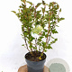 Physocarpus op. Little Leena 30-40 cm 3,0L