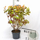 Physocarpus opulif. Magic Ball 40-50 cm 3,0L