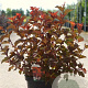 Physocarpus opulif. Magic Ball 50-60 cm 10L