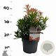 Pieris 'Forest Flame' 25-30 cm 3,0L