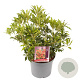 Pieris 'Forest Flame' 25-30 cm 3,0L