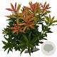 Pieris 'Forest Flame' 25-30 cm 3,0L