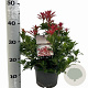 Pieris jap. 'Mountain Fire' 25-30 cm 3,0L