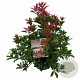 Pieris jap. 'Mountain Fire' 25-30 cm 3,0L