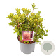 Pieris jap. 'Mountain Fire' 25-30 cm 3,0L