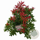 Pieris jap. 'Mountain Fire' 25-30 cm 3,0L