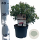 Pieris jap. Polar Passion 25-30 cm 3,0L