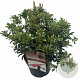 Pieris jap. Polar Passion 25-30 cm 3,0L