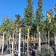 Pyrus calleryana 'Chanticleer' 14-16 HO container