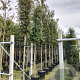 Quercus ilex 14-16 HO container 125 cm stam LEIVORM
