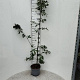 Quercus robur 100-125 cm 5,0L