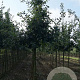 Quercus robur 18-20 HO draadkluit
