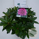Rhododendron 'Anah Kruschke' 30-40 cm 5,0L