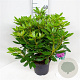 Rhododendron 'Catawb. Grandiflorum' 30-40 cm 5,0L