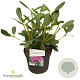 Rhododendron 'Catawb. Grandiflorum' 30-40 cm 5,0L