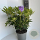 Rhododendron 'Catawb. Grandiflorum' 40-50 cm 5,0L