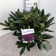 Rhododendron 'Marcel Menard' 30-40 cm 5,0L