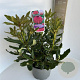 Rhododendron 'Nova Zembla' 40-50 cm 5,0L