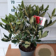 Rhododendron 'Nova Zembla' 40-50 cm 5,0L