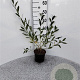 Salix cinerea 40-60 cm 2,0L