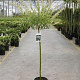 Salix integra 'Hakuro-nishiki' 60 cm stam 3,0L
