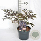 Sambucus nigra Black Lace 30-40 cm 3,0L
