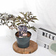 Sambucus nigra Black Lace 30-40 cm 3,0L