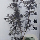 Sambucus nigra Black Lace 80-100 cm 10L