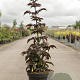 Sambucus nigra Black Tower 80-100 cm 10L
