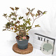 Sambucus nigra 'Thundercloud' 30-40 cm 3,0L