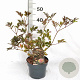 Sambucus nigra 'Thundercloud' 30-40 cm 3,0L