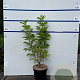 Sambucus racemosa 80-100 cm 7,5L