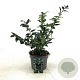 Sarcococca confusa 20-30 cm 2,0L