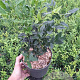 Sarcococca confusa 20-30 cm 2,0L