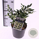 Sarcococca confusa 30-40 cm 2,0L