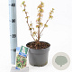 Sorbaria sorbif. 'Sem' 25-30 cm 2,0L