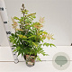 Sorbaria sorbif. 'Sem' 30-40 cm 2,5L