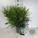 Spiraea arguta 60-80 cm 10L