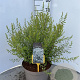 Spiraea arguta 60-80 cm 10L