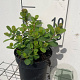 Spiraea betulifolia 'Tor' GM C1.3