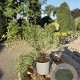 Spiraea cinerea 'Grefsheim' 40-60 cm 2,0L