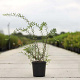 Spiraea cinerea 'Grefsheim' 80-100 cm 10L