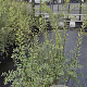 Spiraea cinerea 'Grefsheim' 100-125 cm 10L