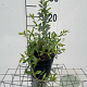 Spiraea cinerea 'Grefsheim' GM C1.3