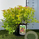 Spiraea jap. 'Golden Princess' 25-30 cm 3,0L